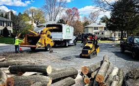 Professional Tree Care in Trevorton, PA