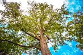 Best Hazardous Tree Removal  in Trevorton, PA