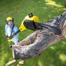 Best Lawn Renovation and Restoration  in Trevorton, PA