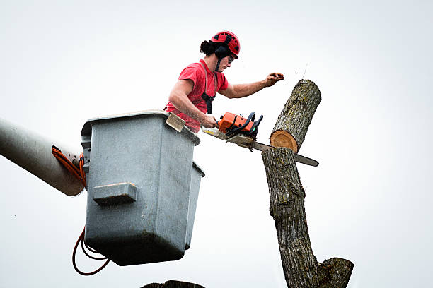How Our Tree Care Process Works  in  Trevorton, PA