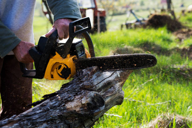 Best Seasonal Cleanup (Spring/Fall)  in Trevorton, PA